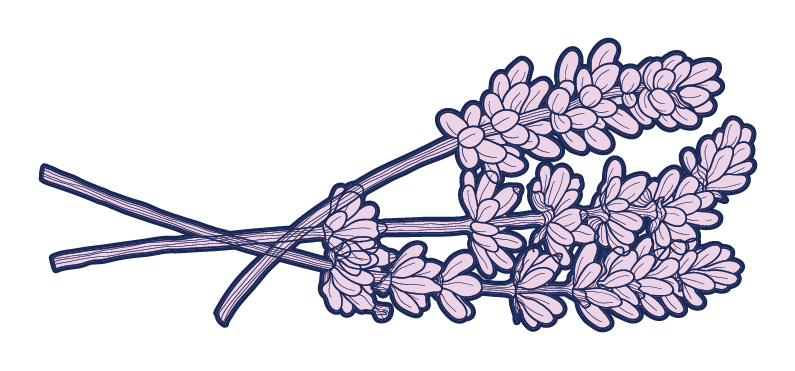 Lavender illustration